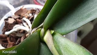 Как заставить орхидею наростить цветонос