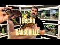 Un reptile avec 0 dlectricit  le gecko gargouille  2