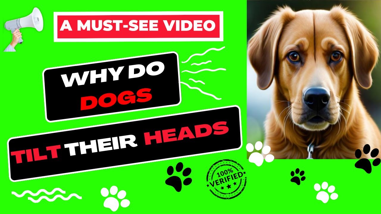 Why Do Dogs Tilt Their Heads? The Fascinating Science Behind It in this