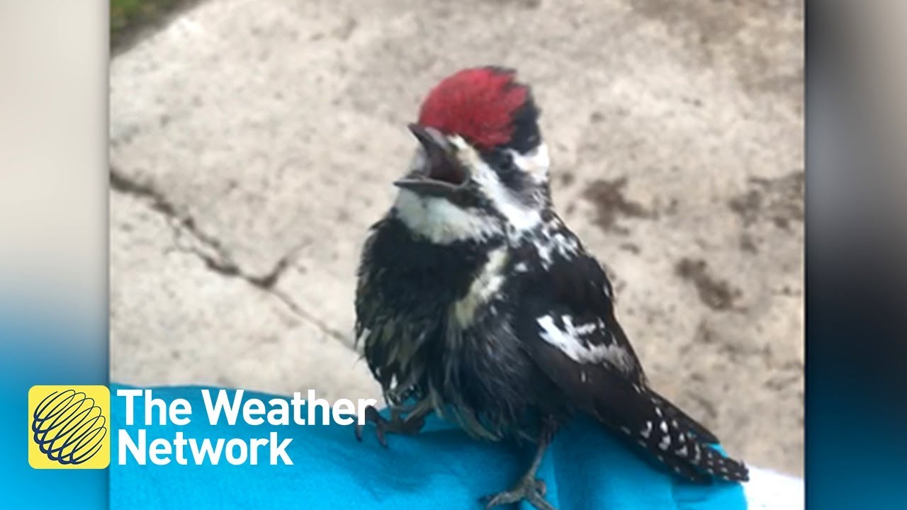 video phone beyonce mp3 CUTE: Baby woodpecker yells at man's arm for not being made of wood