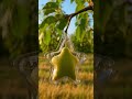teddy bear shaped apple timelapse 🍎🧸 satisfying AI fruit mold #shorts