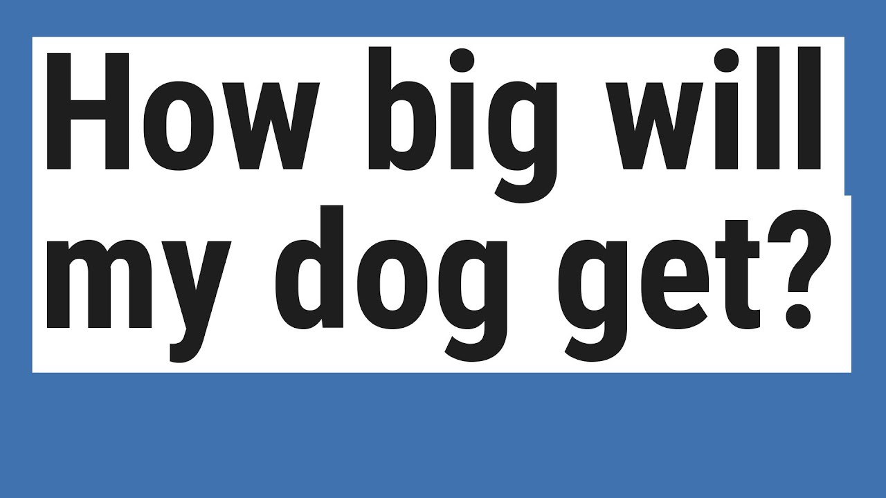 How Big Will My Dog Get YouTube