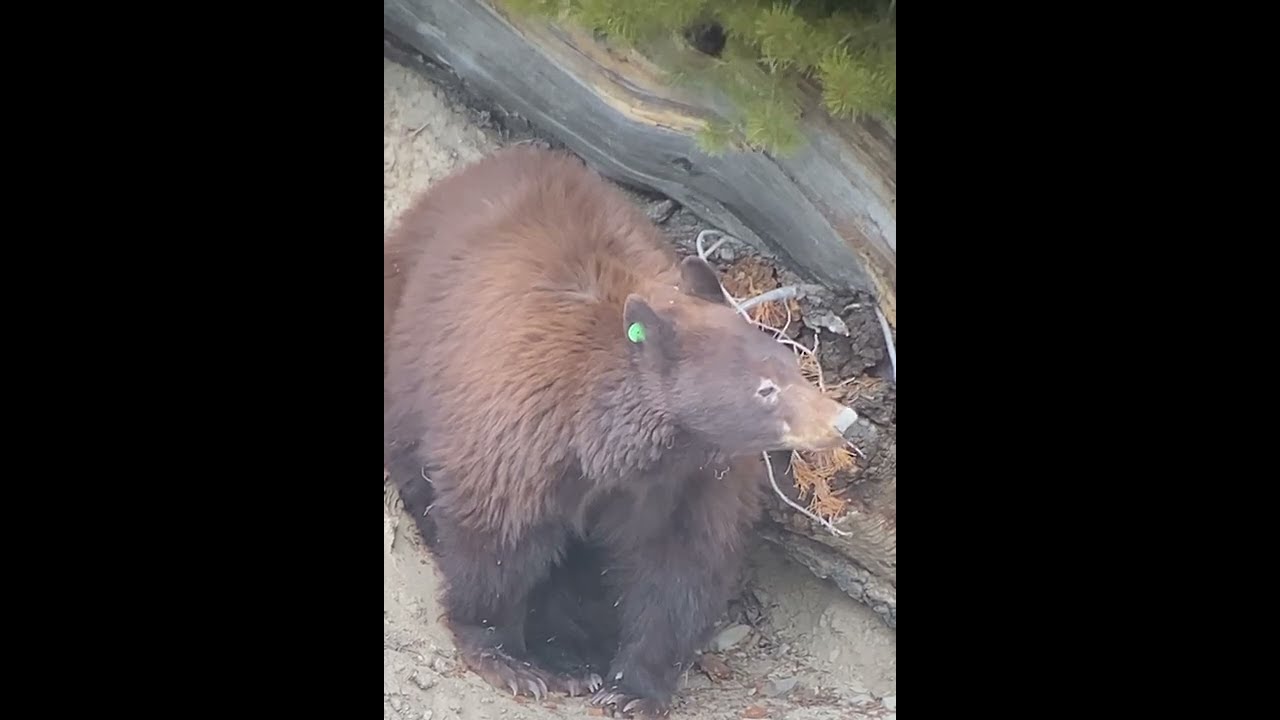 Bear Hibernation: 5 Fun Facts - Yellowstone Forever