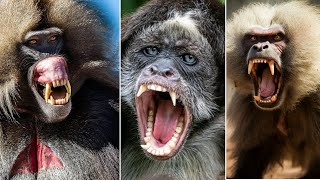 10 Most Frightening types of Monkeys