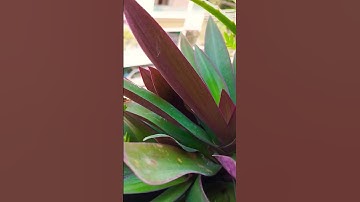 Thumbnail of #indoorplants #peaceful #gardening #song #music #shorts