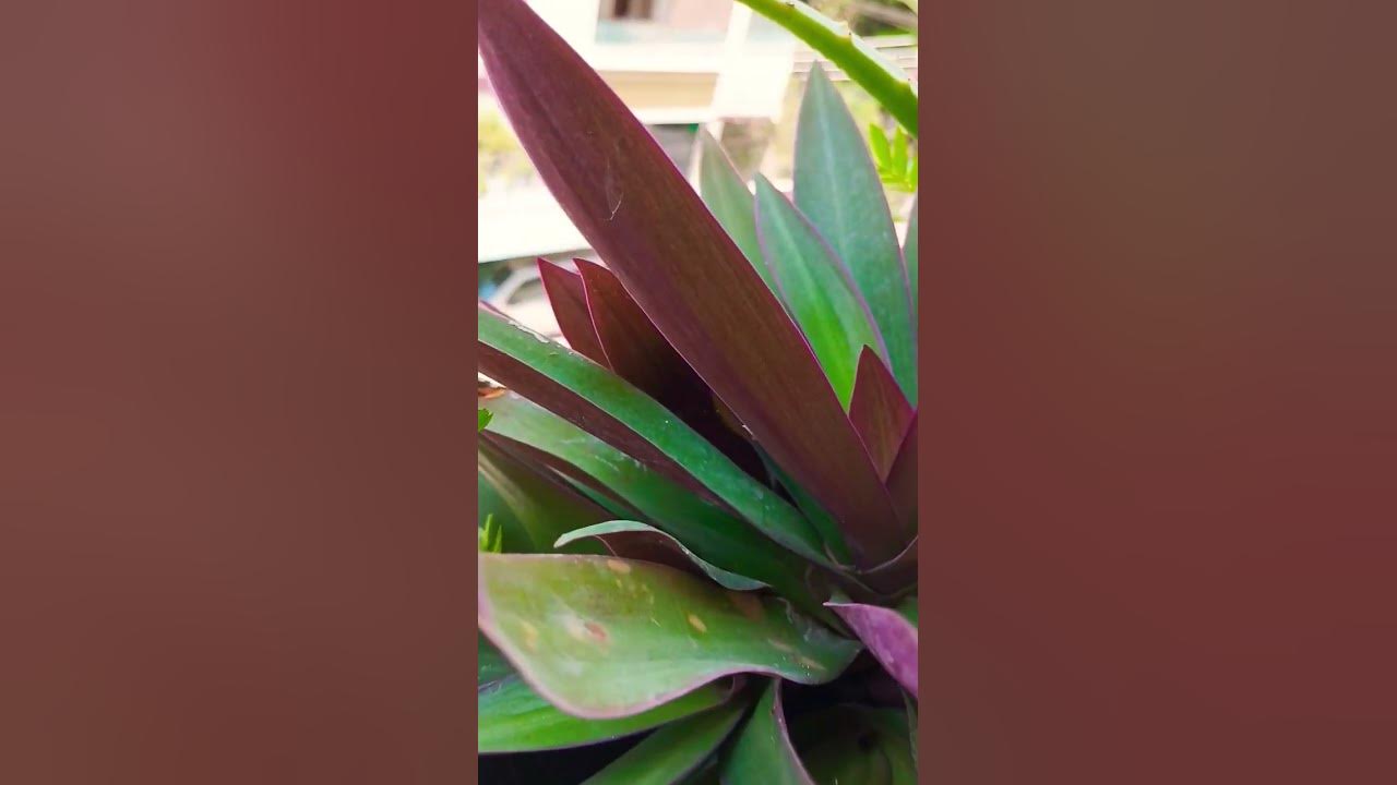 #indoorplants #peaceful #gardening #song #music #shorts