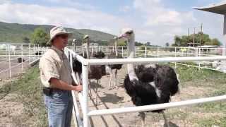 Rancho San Andrés, una empresa que crea valor a partir de las avestruces