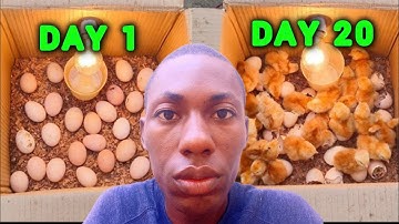 Homemade Incubator : Hatching Chicken Eggs