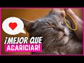 6 cosas que tu gato ama más que ser acariciado por ti ...