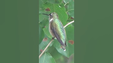 Juvenile Ruby-Throated Hummingbird with a white color patch on the Head I Backyard Birds #shorts