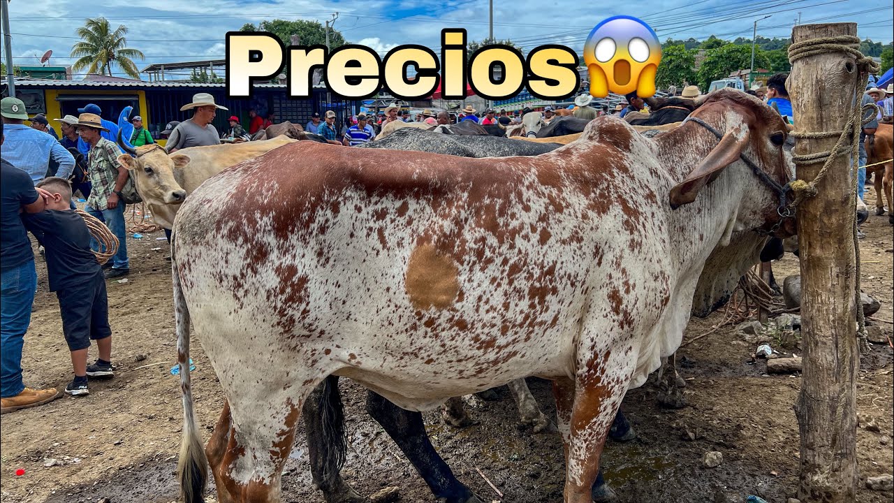 😱🐄Conoce Los precios del Tianguis!! De las (NOVILLAS, TORETES, y VACAS PARIDAS )😍🐄