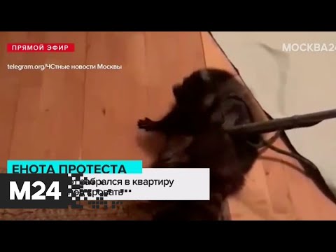 В Москве енот забрался в квартиру и спрятался под кровать - Москва 24