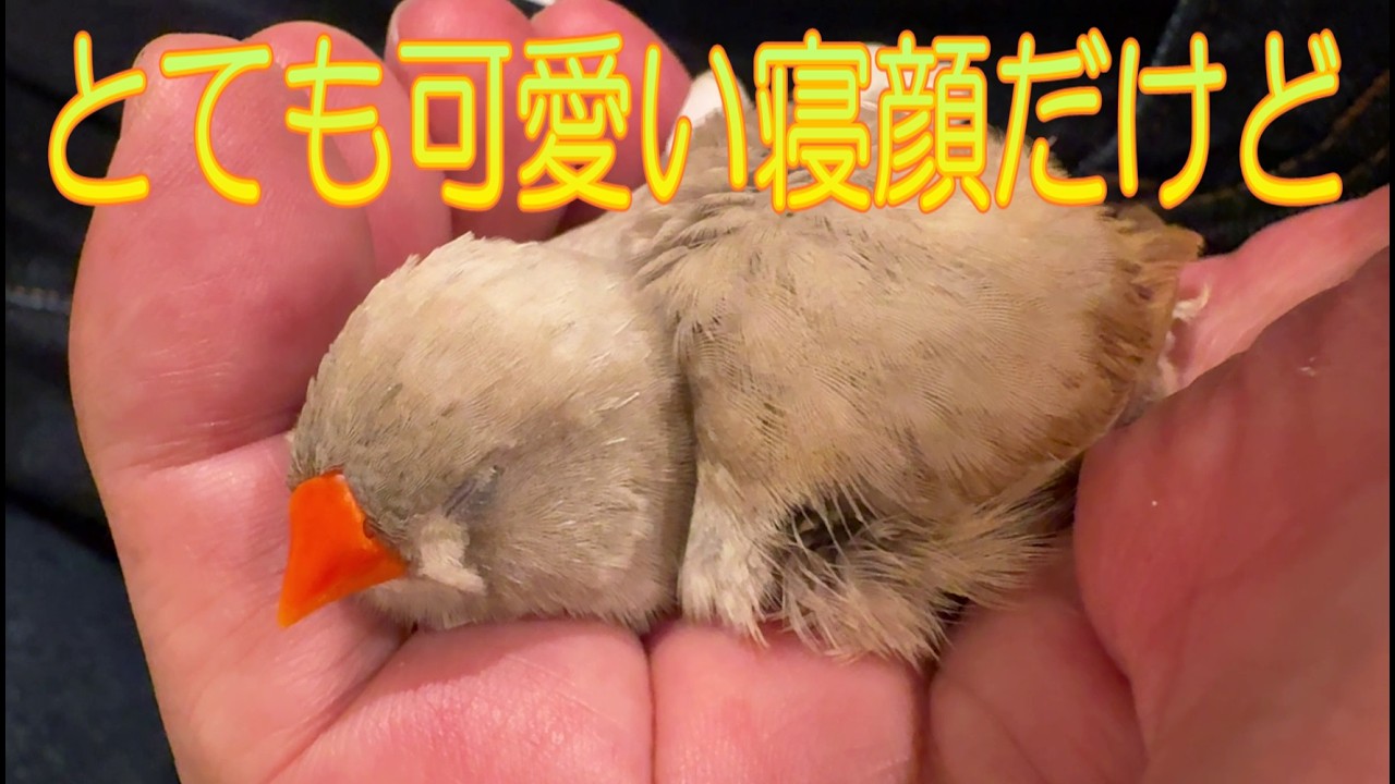 2026.7.6文鳥とキンカチョウ姉妹が不法占拠 Java Sparrow and Zebra