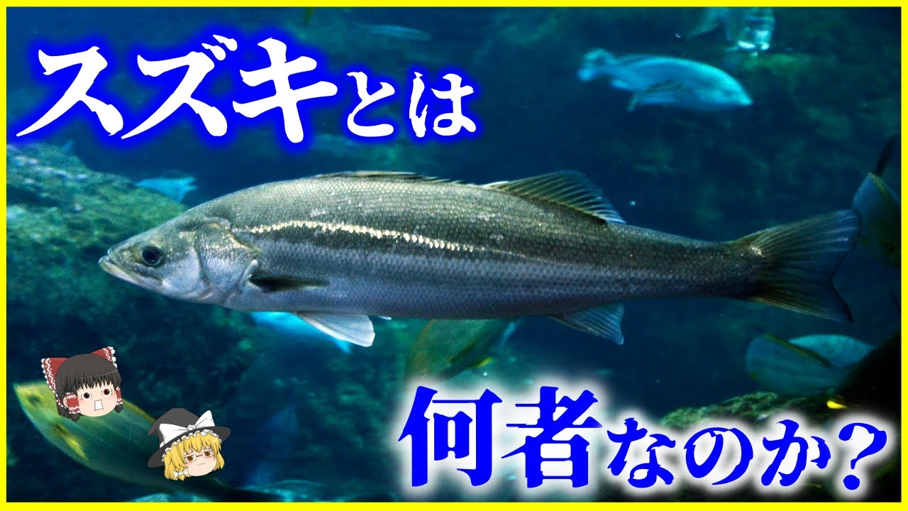 【ゆっくり解説】海の魚なのに川にいる!?「スズキ」とは何者なのか？を解説/実は“進化的勝者”だった…“異常に適応力の高い魚”の正体