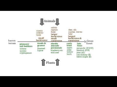 Succession - YouTube
