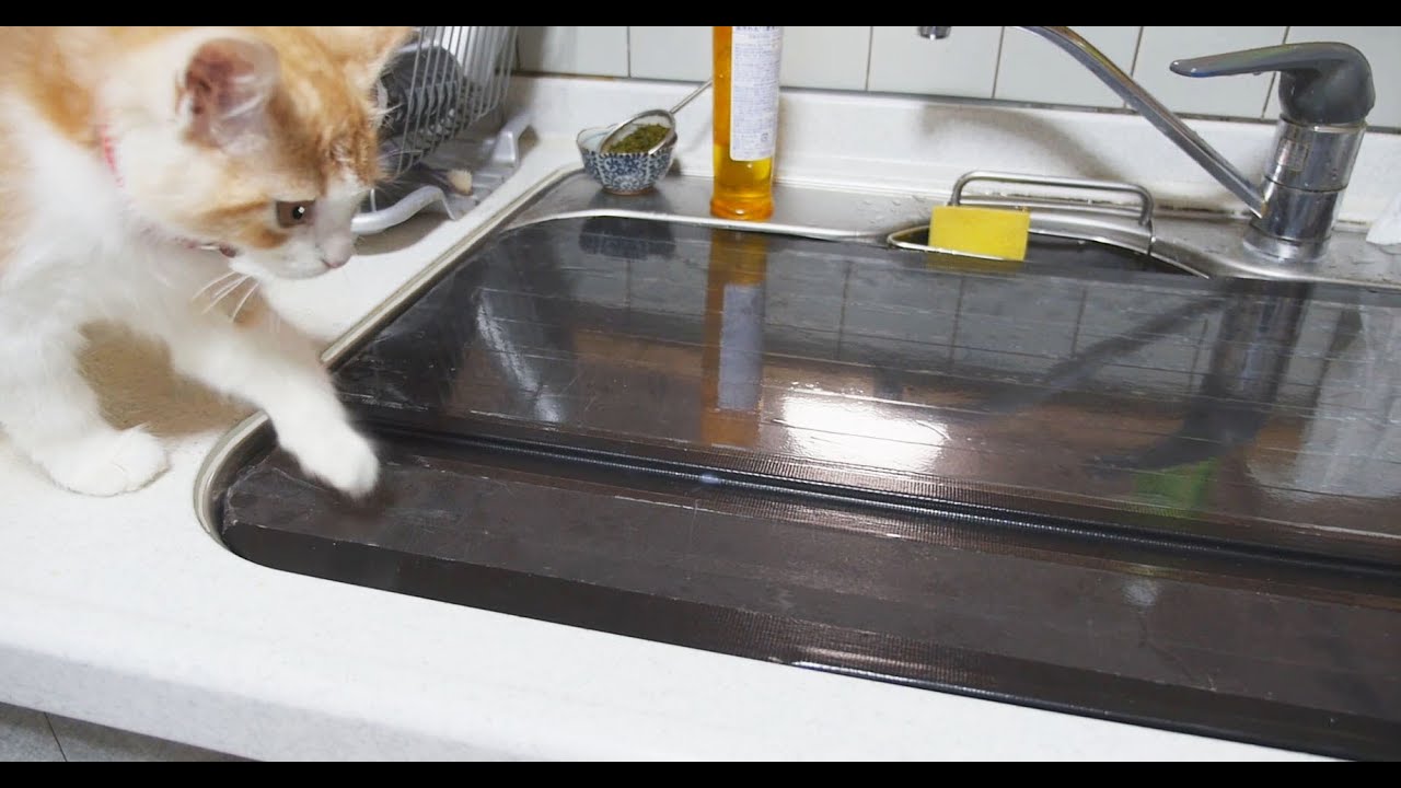 キッチン 猫 対策