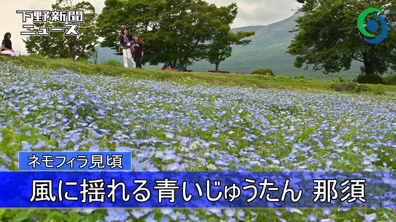 風に揺れる青いじゅうたん ネモフィラ見頃 那須フラワーワールド - YouTube