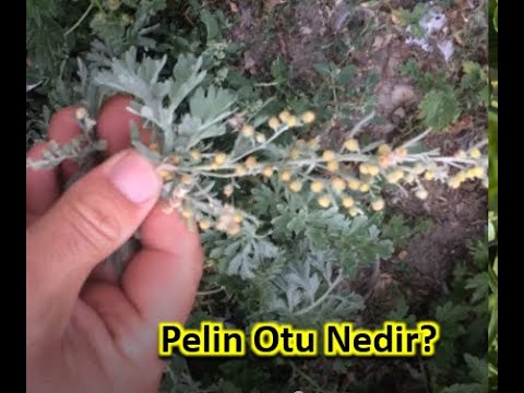 Video: Pelin Bitkileri Yetiştirmek İçin İpuçları