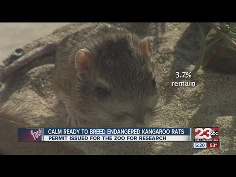 Video: Varför är Morro Bay-kängururttan utrotningshotad?