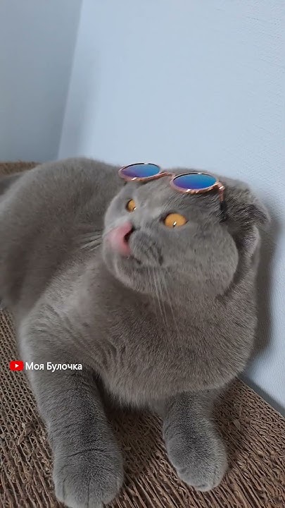 😄 Приколи кішки Булочки #моябулочка #скотішфолд #українськакішка # ...