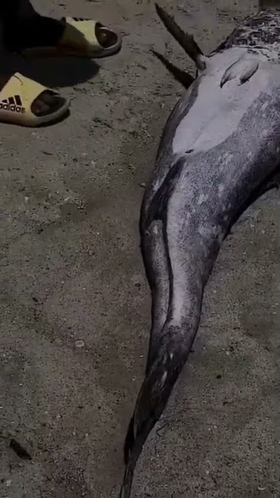 vitunusi samaki some creatures in mombasa its a live video