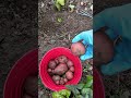 #potato #potatoes #lanct #garden #gardening #ihavethisthingwithplants #ct #zone6 #happygardening
