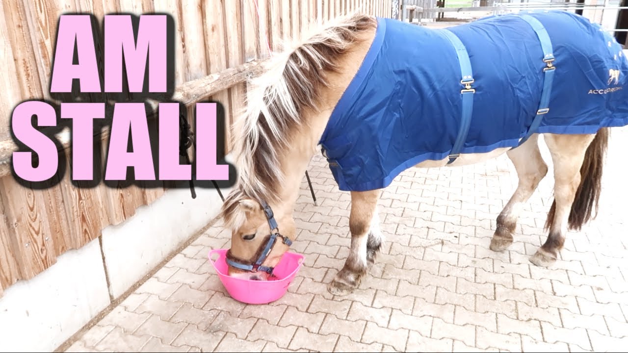 Am Stall meinem Pferd gehts besser - YouTube