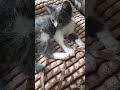 Cute kitty/Смешное видео