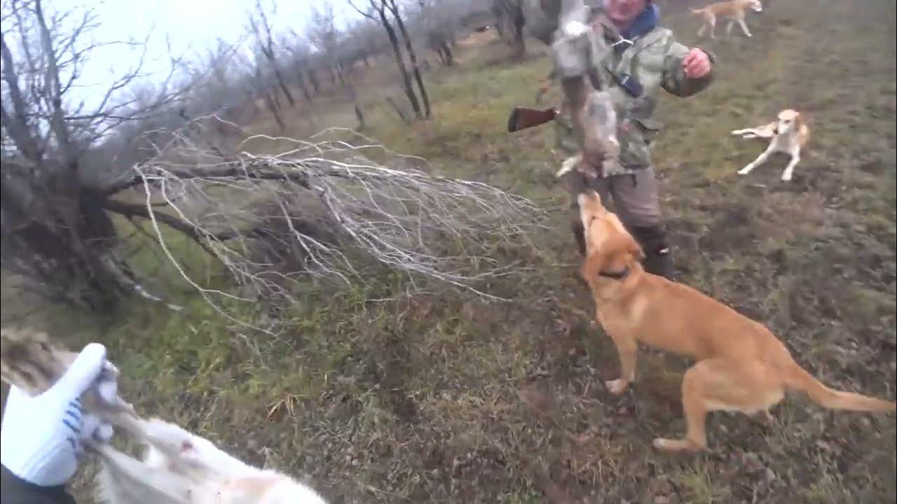 Охота с пегими гончими. Охота с гончей видео. Охота с гончими на зайца беляка. Охота на зайца беляка с русскими гончими. Охота с русскими гончими брянская обл 2020 г.