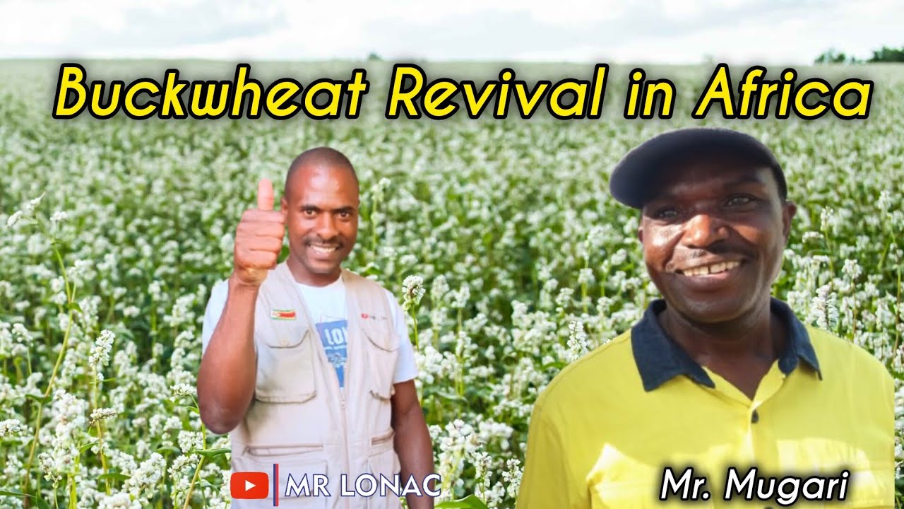 Revival of Buckwheat in Zimbabwe (Part 2) — an Ancient Grain Once Nearly Extinct in Africa.