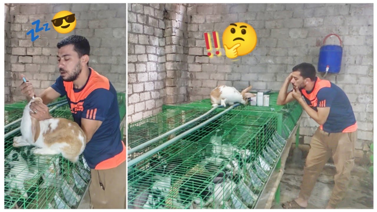 حل مشاكل التحويل في الارانب وقله الشهيه في الاكل