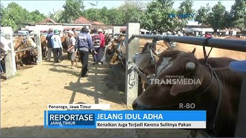 Jelang Idul Adha, Harga Sapi Makin Melonjak