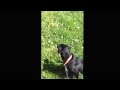 Future duck hunting dog, black Labrador demonstrating a training retrieve.