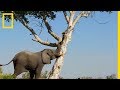 Cet éléphant déracine un arbre pour nourrir le groupe