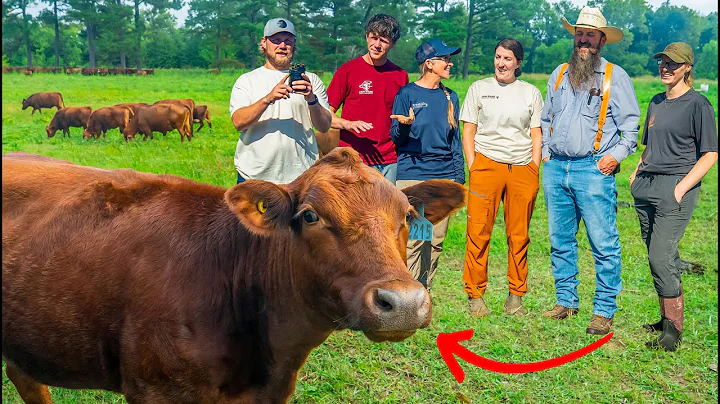 Why Farmers Can’t Stop Talking About This Breed Of Cattle