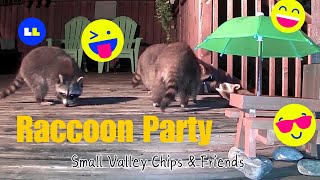 Four Raccoons Are Having A Party At Our Deck