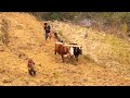 Traditional Maize Farming system in Rural Nepal