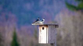 Tree Swallow: Migration (10 April 2026)