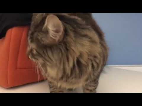 Fancy Kitty Mail! - YouTube