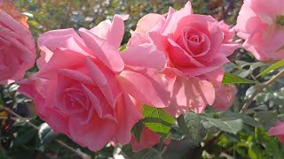 видео: 🍁🌹Осенний букет- особого цвета....🌹🍁#розы #цветениероз #уральскиерозыанныгерман  картинка: 🍁🌹Осенний букет- особого цвета....🌹🍁#розы #цветениероз #уральскиерозыанныгерман