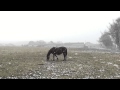 春雪