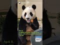 Panda fu baos quarantine diary ep1  ipanda