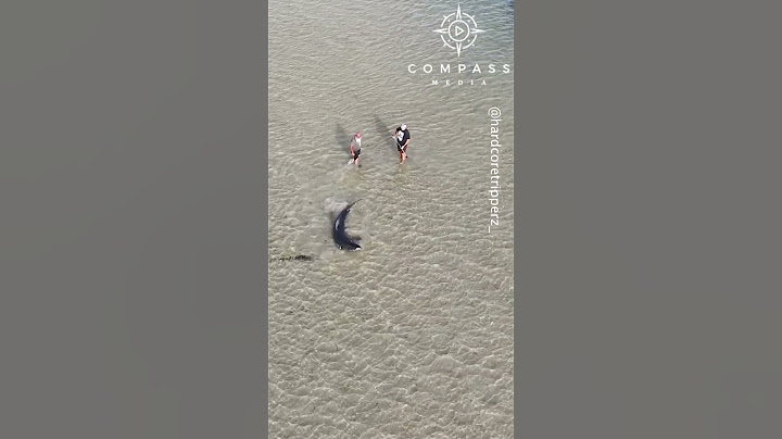 Stranded Great White Shark Rescued