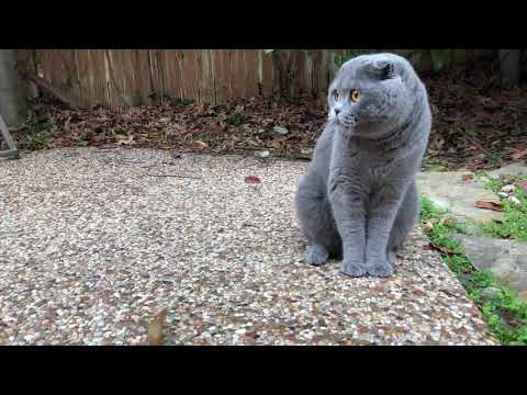 Scottish Fold Playing