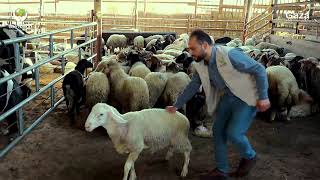 Gaza qurbani preparations