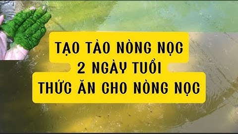 Cách tạo tảo xanh nuôi nòng nọc ếch đơn giản | Cách ương ếch giống
