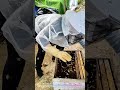 Beekeeping Mastery: Transferring a Swarm into a Hive Box! 🐝📦