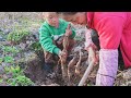 蓮藕燜牛排骨|Braised Steak Ribs with Lotus Root【乡野莲姐】