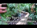 Tips for Growing Pumpkins & Watermelons (Squash Too): Water, Space, Rooting, Borers, Fungus & More
