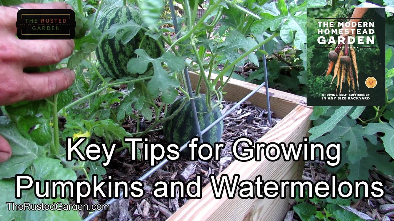 Tips For Growing Pumpkins  Watermelons (Squash Too): Water, Space, Rooting, Borers, Fungus  More